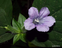 Image of limestone wild petunia