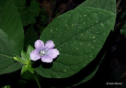 Image of limestone wild petunia