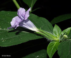 Image of limestone wild petunia