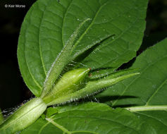 Image of limestone wild petunia