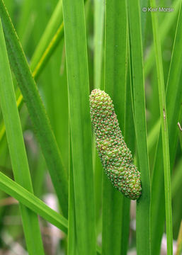 Image of <i>Acorus americanus</i>