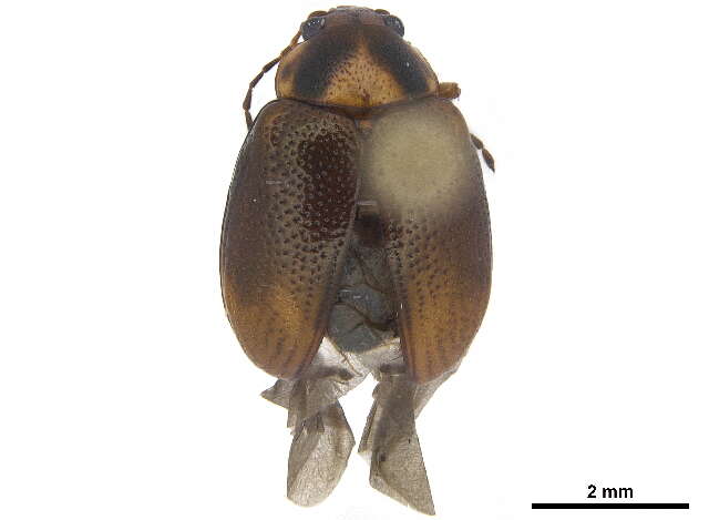 Image of Eucolaspis