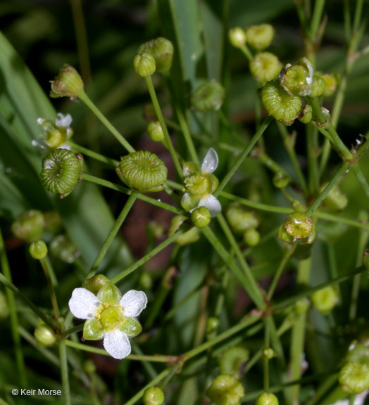 Image of American water plantain