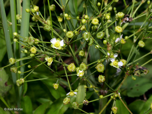 Image of American water plantain