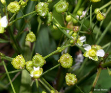 Image of American water plantain