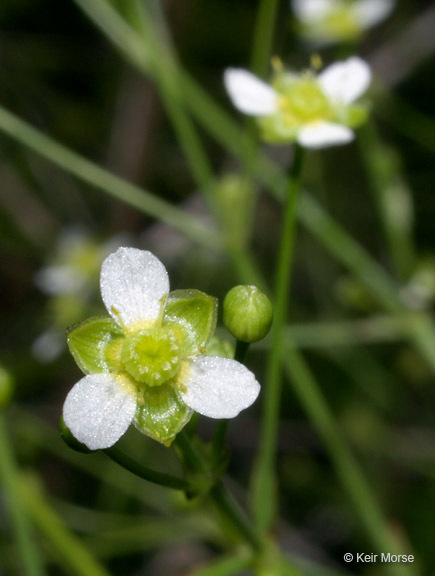 Слика од Alisma subcordatum Raf.