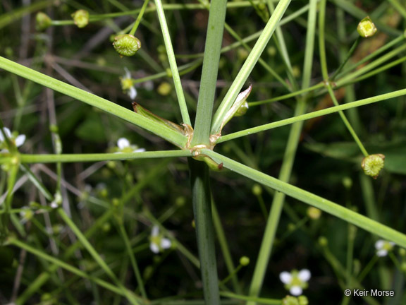 Image of American water plantain