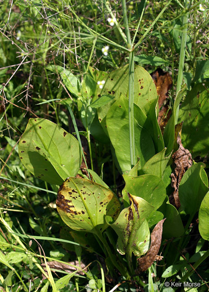 Image of American water plantain