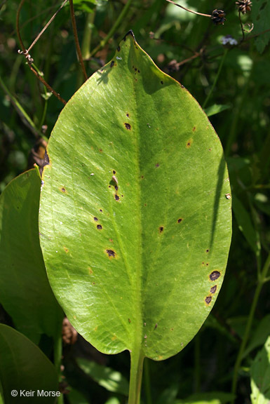 Слика од Alisma subcordatum Raf.