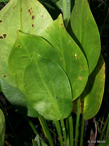 Image of American water plantain