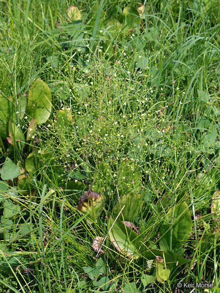 Image of American water plantain