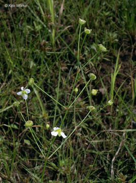 Image of northern water plantain