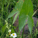 Imagem de Sagittaria latifolia Willd.
