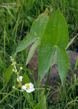 Sagittaria latifolia Willd. resmi