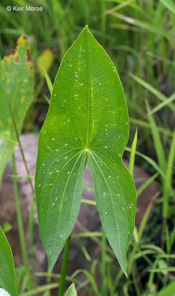 Sagittaria latifolia Willd. resmi