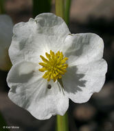 Sagittaria latifolia Willd. resmi