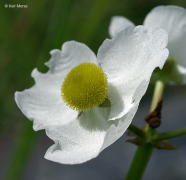 Sagittaria latifolia Willd. resmi