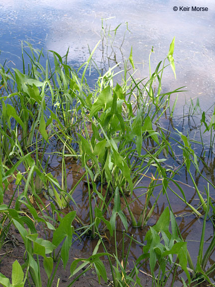 Sagittaria latifolia Willd. resmi