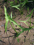 Image of broadleaf arrowhead