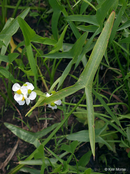 Sagittaria latifolia Willd. resmi