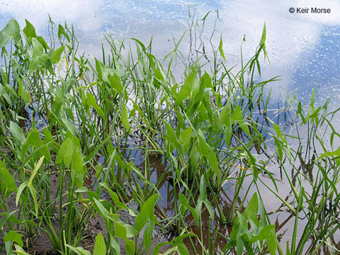 Sagittaria latifolia Willd. resmi