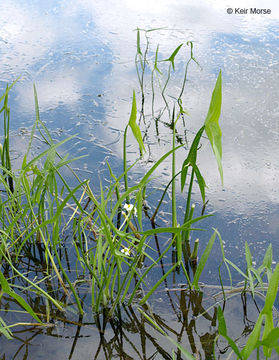 Sagittaria latifolia Willd. resmi