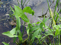 Sagittaria latifolia Willd. resmi