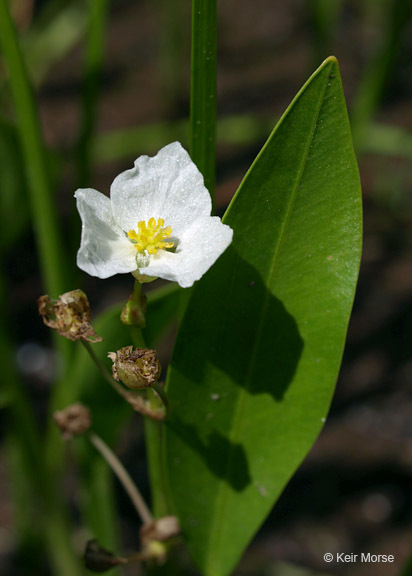 Image of Sessile-fruited Arrowhead