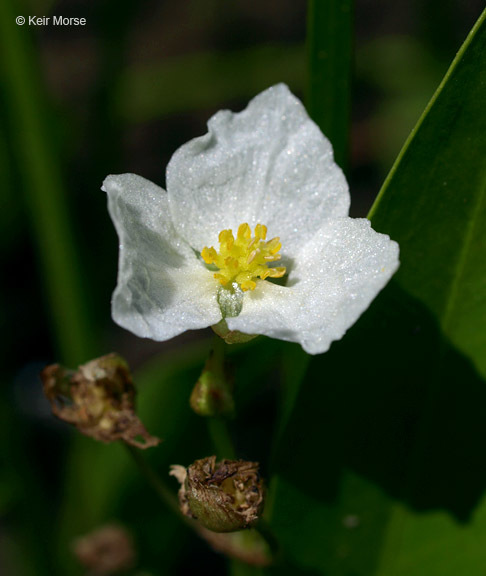 Image of Sessile-fruited Arrowhead