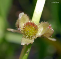 Image of Sessile-fruited Arrowhead