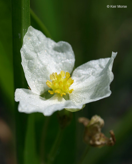 Image of Sessile-fruited Arrowhead