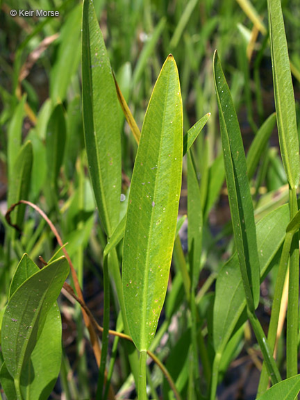 Image of Sessile-fruited Arrowhead