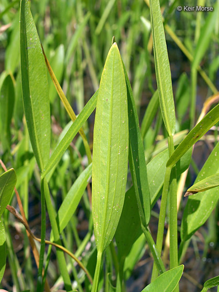 Image of Sessile-fruited Arrowhead