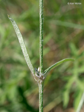 Imagem de Froelichia gracilis (Hook.) Moq.