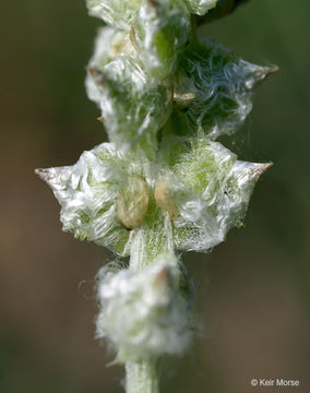 Imagem de Froelichia gracilis (Hook.) Moq.