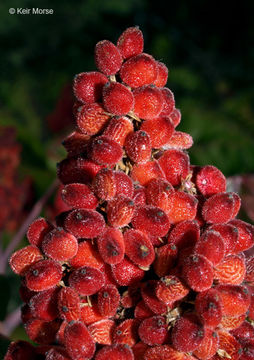 Image of rocky mountain sumac