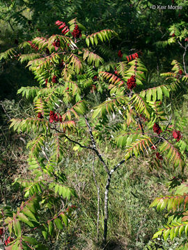 Image of rocky mountain sumac