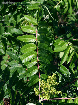 Image of rocky mountain sumac