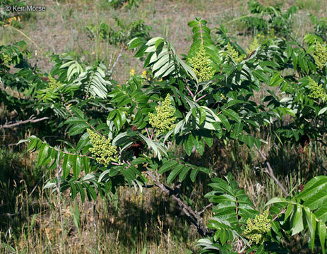 Image of rocky mountain sumac