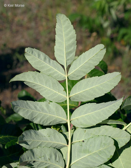 Image of rocky mountain sumac