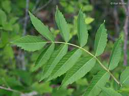 Image of rocky mountain sumac