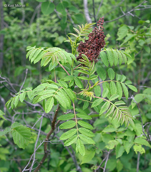 Image of rocky mountain sumac