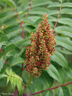 Image of rocky mountain sumac