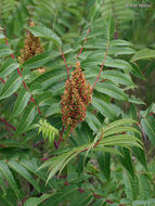 Image of rocky mountain sumac