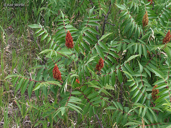 Image of rocky mountain sumac