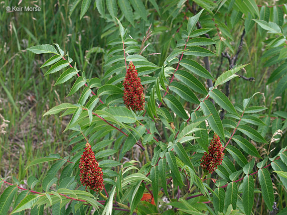 Image of rocky mountain sumac