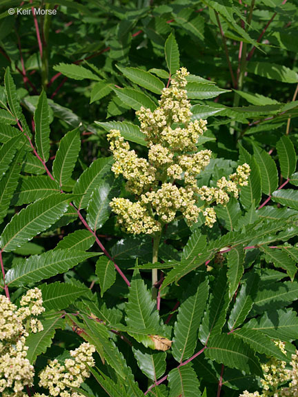 Image of rocky mountain sumac