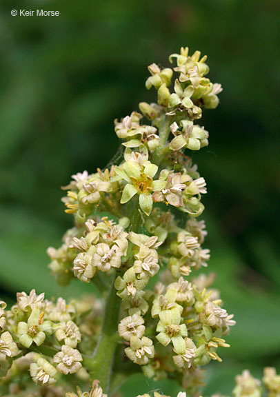 Image of rocky mountain sumac