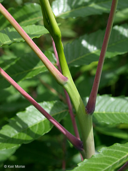 Image of rocky mountain sumac