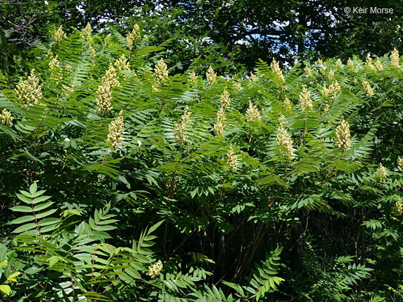 Image of rocky mountain sumac